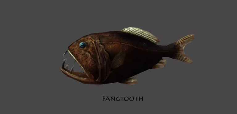 UnderWater Animals pack Free Asset